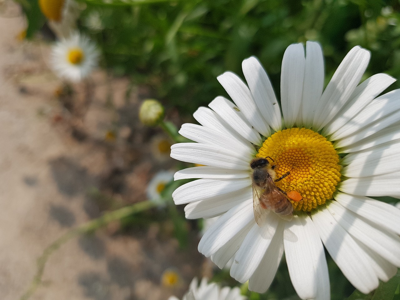 Daisy,  Gėlės,  Jautis-Akių Ramunės,  Bičių,  Fono Nuotrauka,  Katok Gyvenimas, Nemokamos Nuotraukos,  Nemokama Licenzija