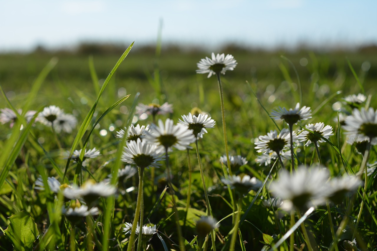 Daisy,  Vasara,  Lova,  Pobūdį,  Gėlės,  Pavasaris,  Vasaros Pieva,  Baltos Spalvos,  Floros,  Gėlė