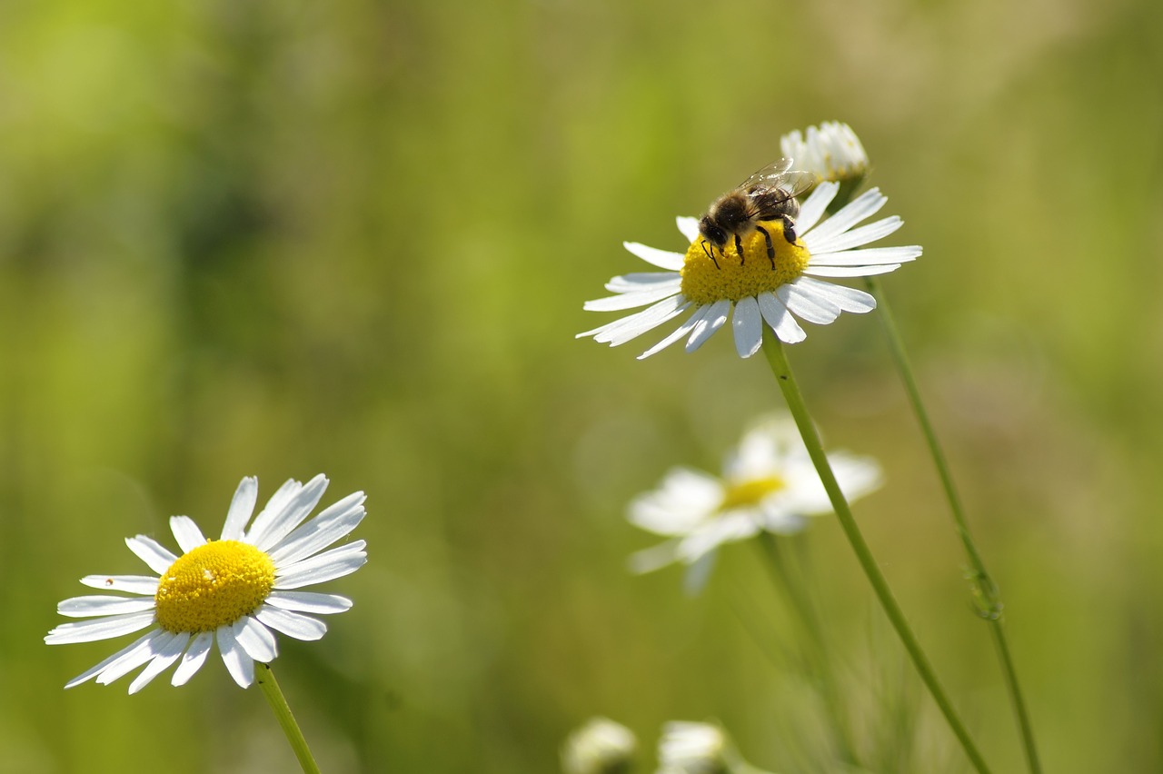 Daisy,  Bičių,  Gėlė,  Pobūdį,  Vabzdys,  Augalų,  Fonas, Nemokamos Nuotraukos,  Nemokama Licenzija