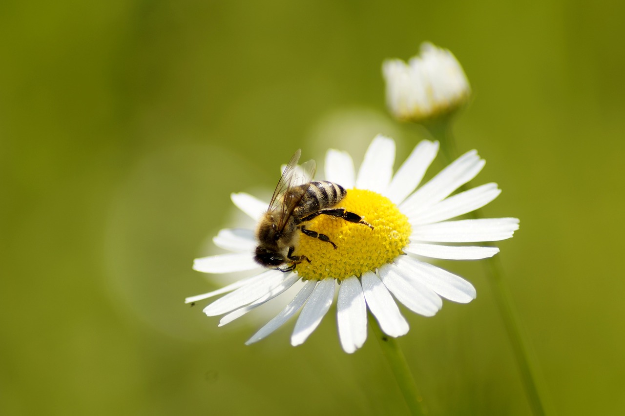 Daisy,  Bičių,  Gėlė,  Pobūdį,  Geltona,  Vabzdys,  Augalų,  Fonas, Nemokamos Nuotraukos,  Nemokama Licenzija