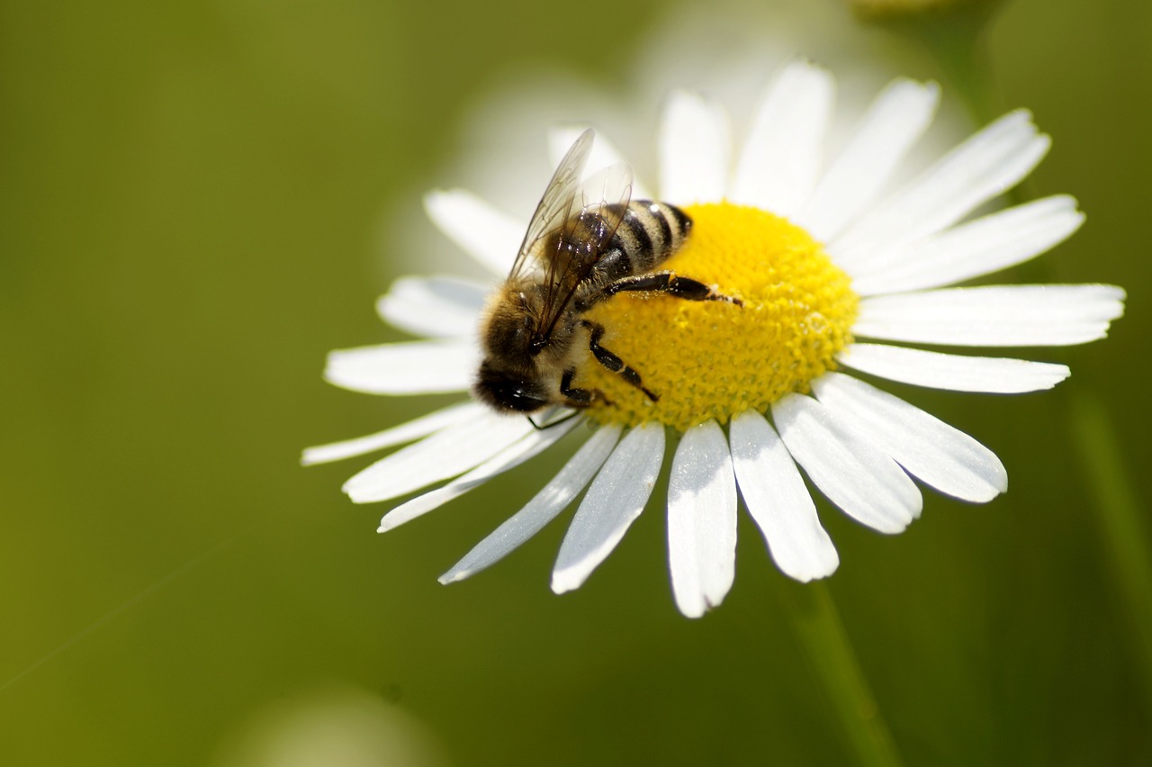 Daisy,  Bičių,  Gėlė,  Pobūdį,  Geltona,  Vabzdys,  Augalų,  Iš Arti,  Vasara,  Žalias