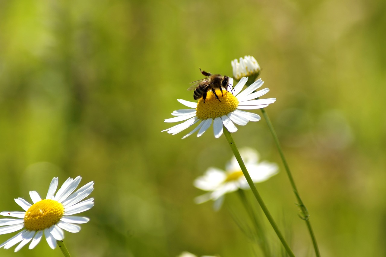 Daisy,  Bičių,  Gėlė,  Pobūdį,  Geltona,  Vabzdys,  Augalų,  Fonas, Nemokamos Nuotraukos,  Nemokama Licenzija