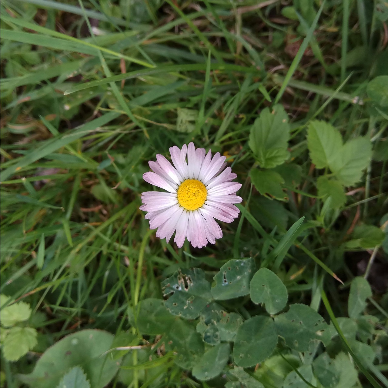 Daisy,  Baltos Spalvos,  Gėlė,  Rožinis,  Gėlės,  Meadow,  Augalų,  Geltona,  Žolė, Nemokamos Nuotraukos