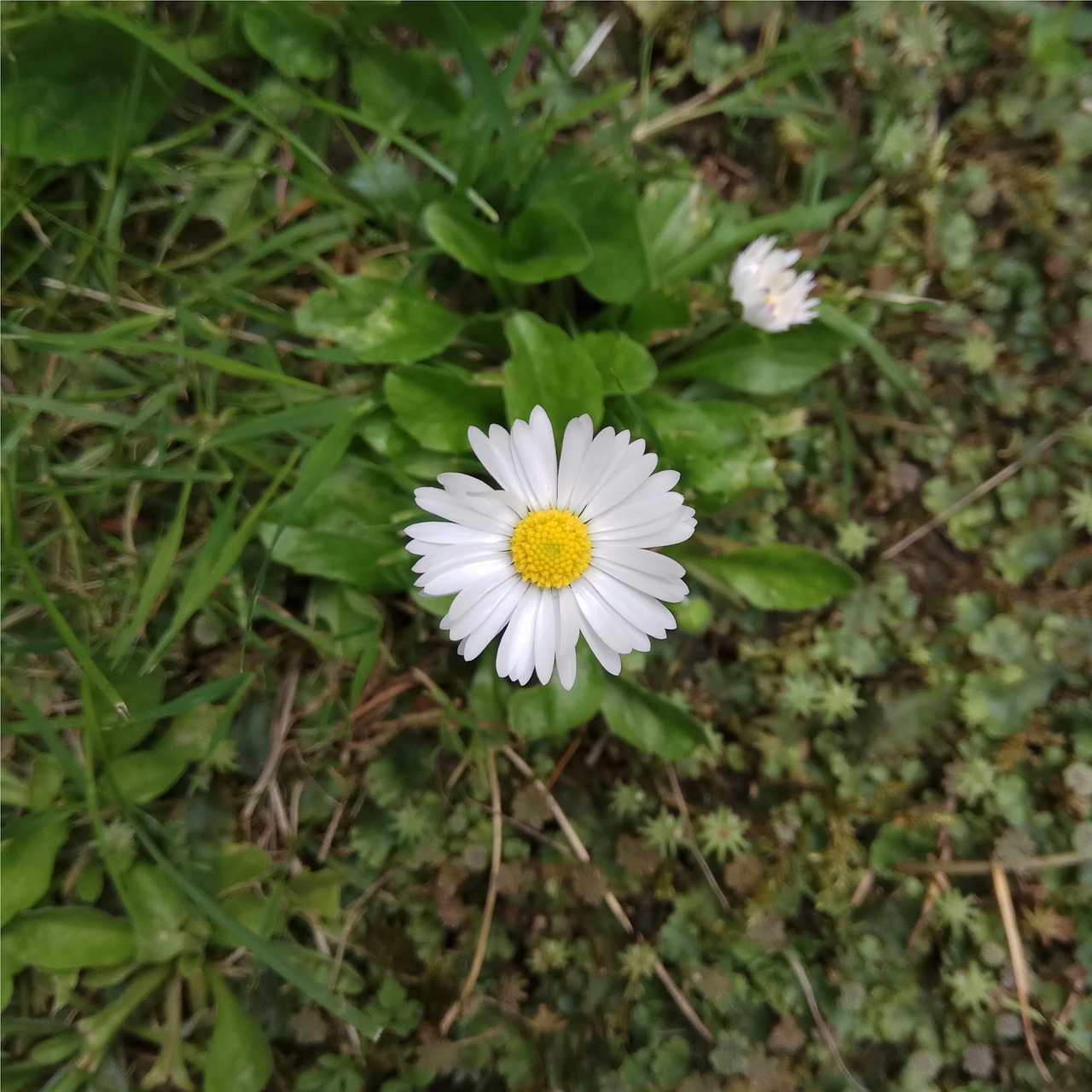 Daisy,  Baltos Spalvos,  Gėlė,  Rožinis,  Gėlės,  Meadow,  Augalų,  Geltona,  Žolė, Nemokamos Nuotraukos