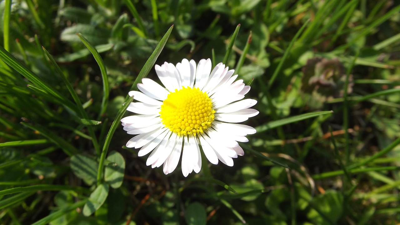 Daisy,  Gėlė,  Gėlės,  Vasara,  Makro,  Sodas,  Saulutės,  Baltas, Nemokamos Nuotraukos,  Nemokama Licenzija