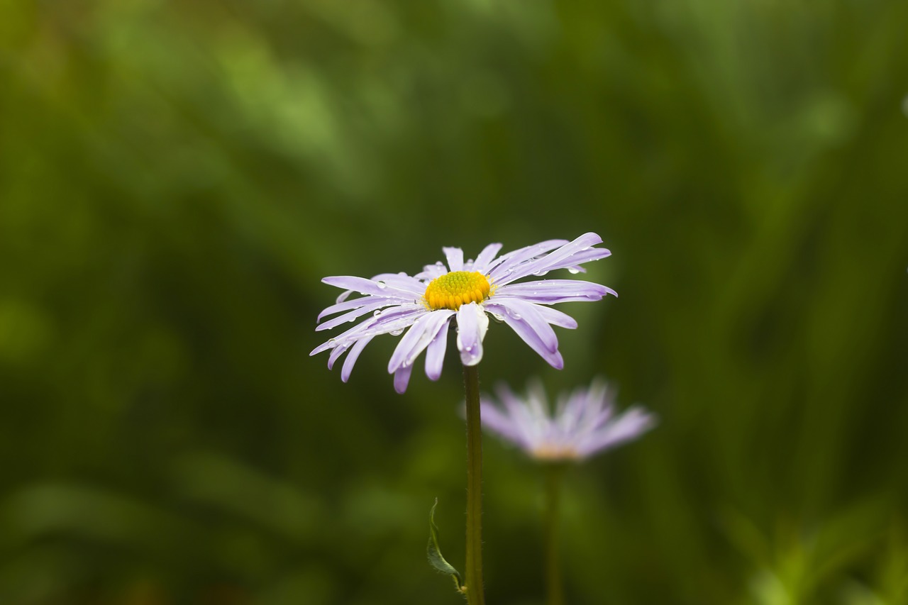 Daisy,  Gėlė,  Pobūdį,  Žiedas, Nemokamos Nuotraukos,  Nemokama Licenzija