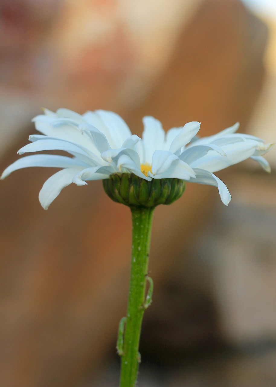 Daisy,  Baltos Spalvos,  Gėlė,  Vasara,  Žiedlapiai,  Pobūdį,  Žydi,  Sodas,  Botanika,  Floros