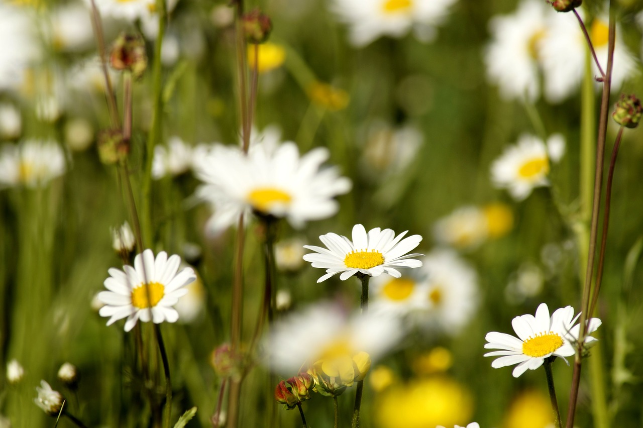 Daisy,  Gėlė,  Daisy Augalų,  Žalias,  Baltos Spalvos,  Žydi,  Meadow,  Gėlių Pieva,  Žolė,  Fonas