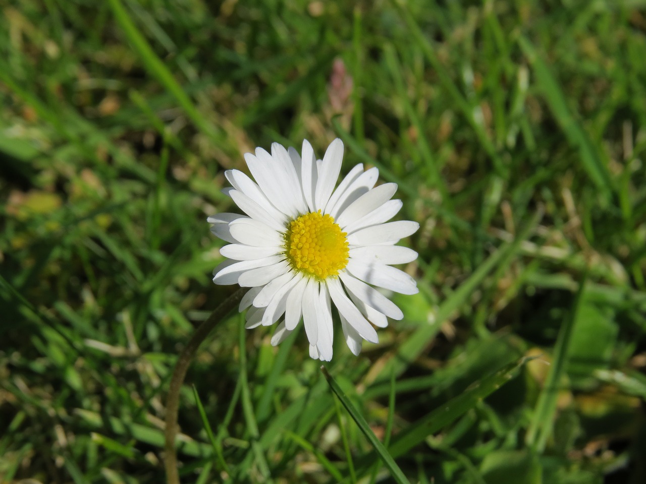 Daisy,  Gėlė,  Vasara,  Pobūdį,  Pavasaris,  Augalų,  Natūralus,  Grožio,  Gėlės,  Žydi