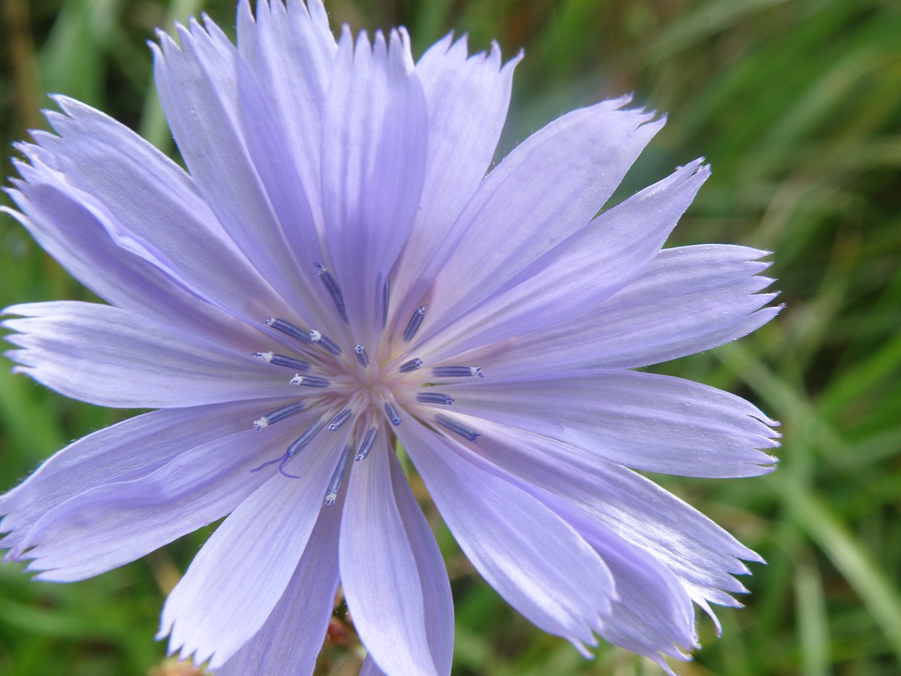 Daisy,  Violetinė,  Levandų,  Cikorijos,  Gėlė,  Žydi,  Sodas,  Pavasaris,  Vasara,  Pobūdį