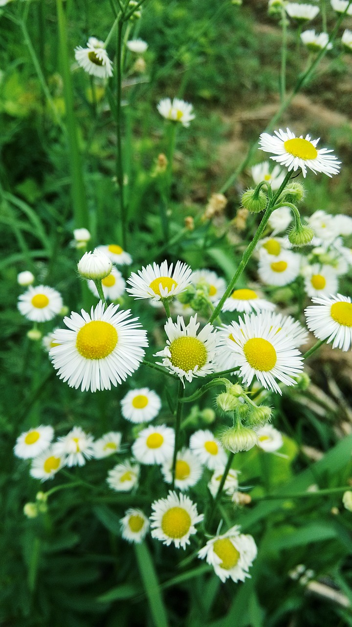 Daisy,  Baltos Spalvos,  Augalų,  Gėlė,  Žalias,  Mažas Šviežias,  Romantiškas,  Žiūrėti,  Vasara,  Žydėjimas