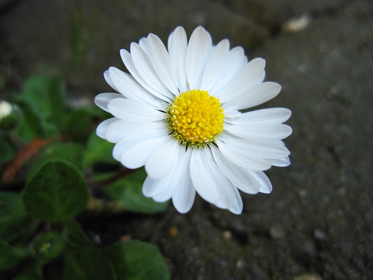 Daisy,  Žiedas,  Žydi,  Gėlė,  Iš Arti,  Baltos Spalvos,  Pobūdį,  Žiedlapiai,  Vasara,  Makro