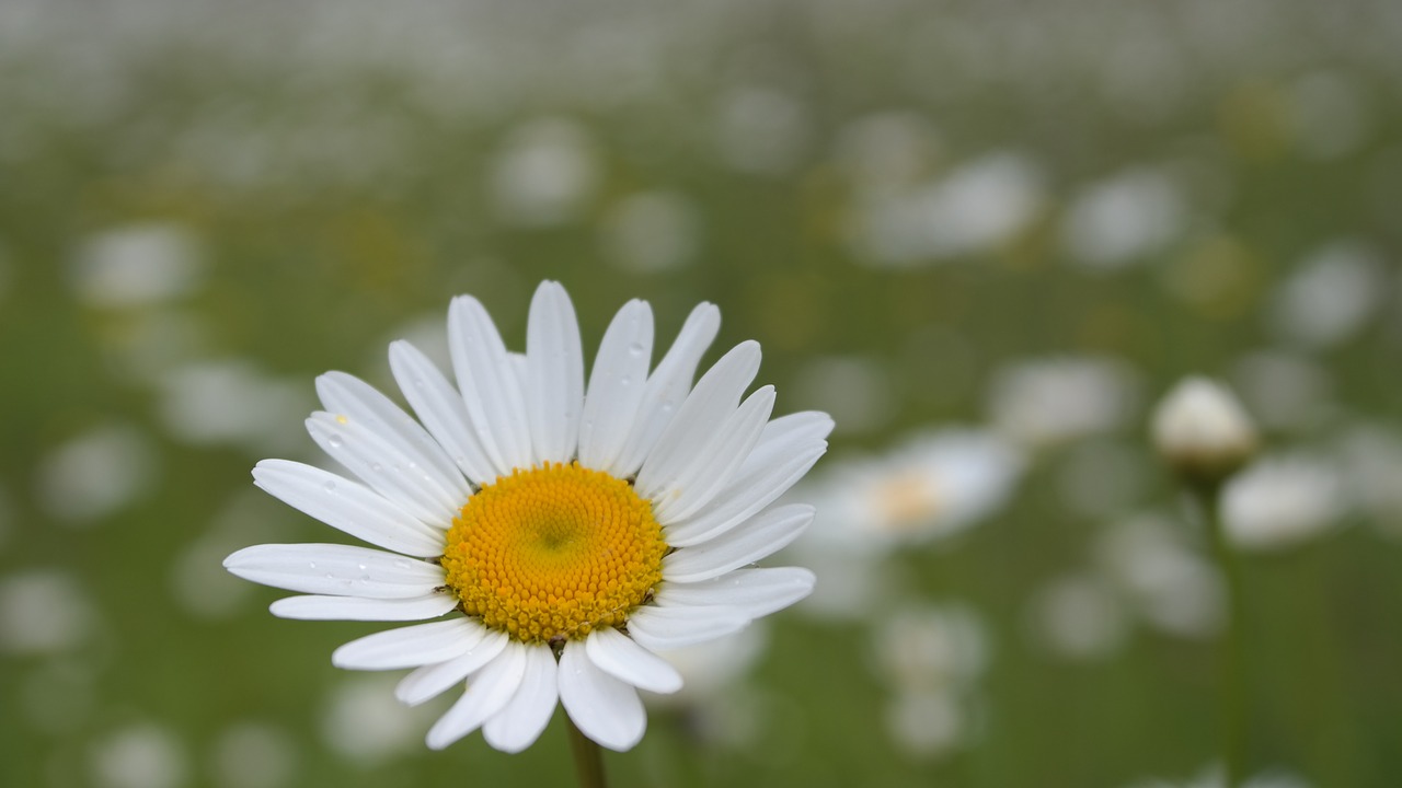 Daisy,  Makro,  Laukas,  Pavasaris,  Gamta, Nemokamos Nuotraukos,  Nemokama Licenzija