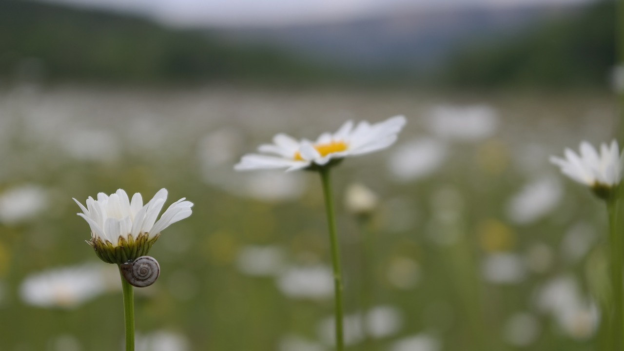 Daisy,  Makro,  Laukas,  Pavasaris,  Gamta, Nemokamos Nuotraukos,  Nemokama Licenzija