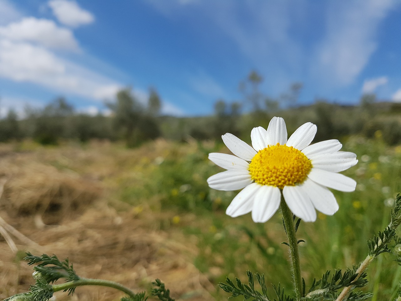 Daisy,  Gėlė,  Dangus,  Pobūdį,  Vasara,  Augalų,  Henar,  Nė Vienas Asmuo,  Laukas, Nemokamos Nuotraukos