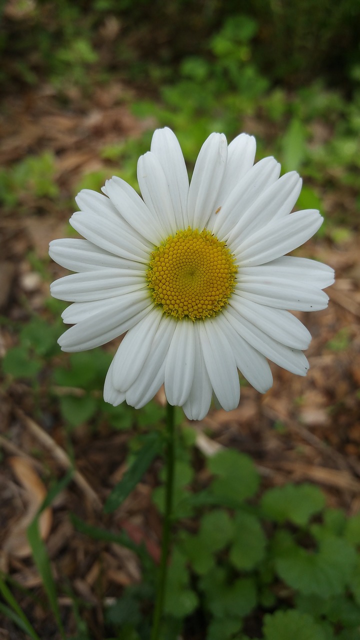 Daisy,  Gėlė,  Pobūdį,  Minnesota, Nemokamos Nuotraukos,  Nemokama Licenzija