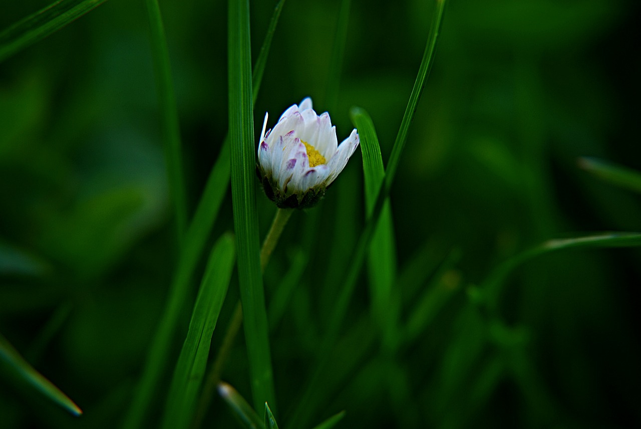 Daisy, Gėlė, Makro, Ašmenys, Žalias, Balta, Geltona, Veja, Žolė, Saulėlydis