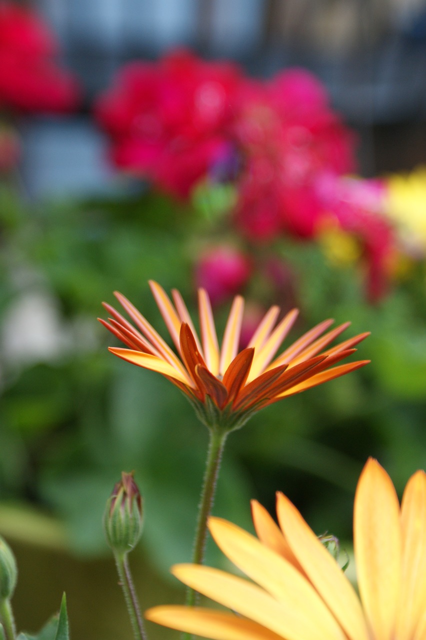 Daisy, Oranžinė, Spalvinga, Žiedas, Žydėti, African Daisy, Pavasario Gėlės, Pavasaris, Gėlių, Sodas