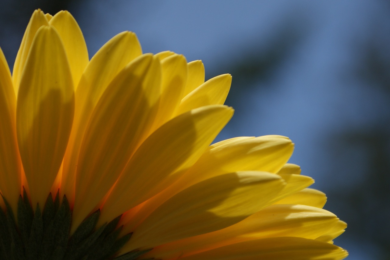 Daisy, Gerbera, Rozės, Gėlė, Pavasaris, Augalas, Žydėti, Flora, Gėlių, Gėlės