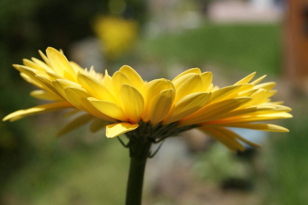 Daisy, Gerbera, Rozės, Gėlė, Pavasaris, Augalas, Žydėti, Flora, Gėlių, Gėlės