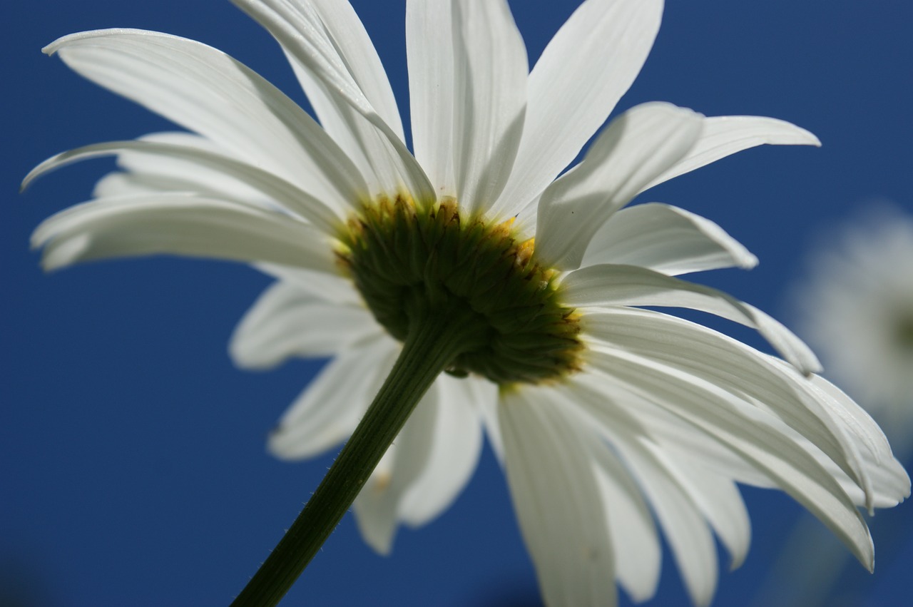 Daisy, Balta, Gėlė, Dangus, Gamta, Gėlių, Žydėti, Pavasaris, Gėlės, Pavasario Gėlės