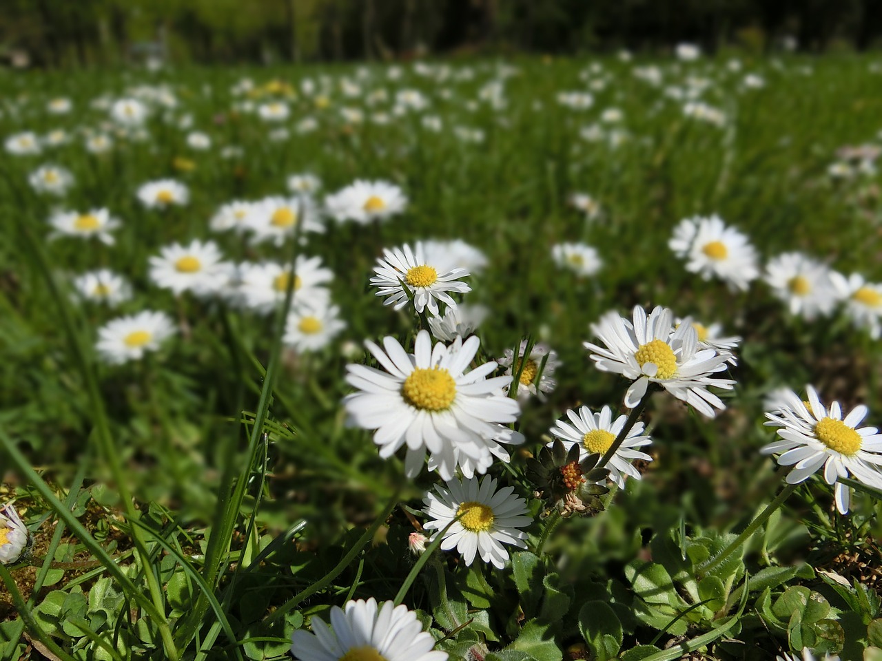 Daisy, Gėlės, Pieva, Nemokamos Nuotraukos,  Nemokama Licenzija