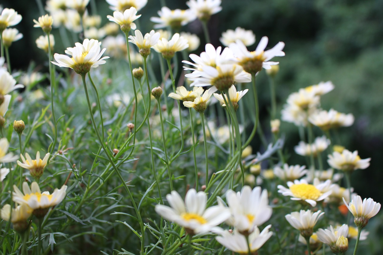 Daisy, Gėlės, Gėlių Jūra, Gėlė, Žalias, Vasara, Balta, Augalas, Gamta, Pavasaris