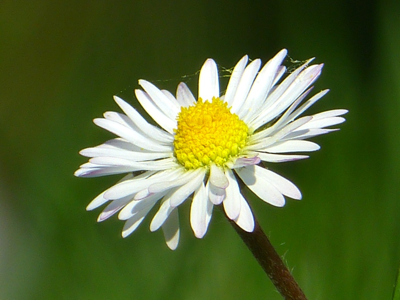 Daisy, Gėlė, Žiedas, Žydėti, Augalas, Gamta, Pavasaris, Balta, Žydėti, Uždaryti