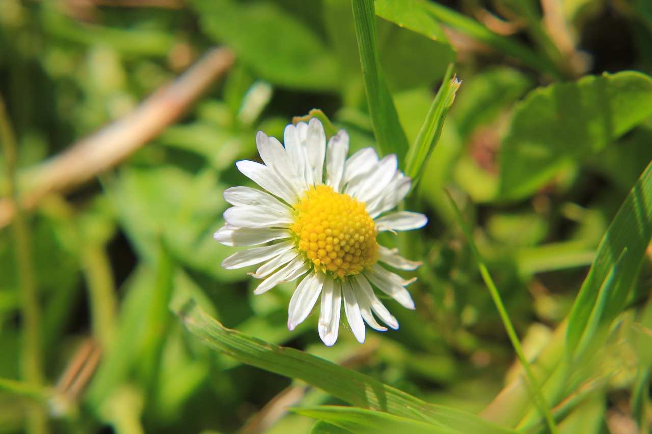 Daisy, Pieva, Gėlė, Gamta, Vasara, Žiedas, Žydėti, Vasaros Pieva, Sodas, Aštraus Gėlė