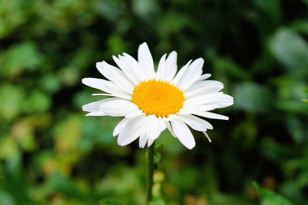 Daisy, Gėlė, Žiedas, Žydėti, Švelnus, Balta, Uždaryti, Gražus, Flora, Nemokamos Nuotraukos