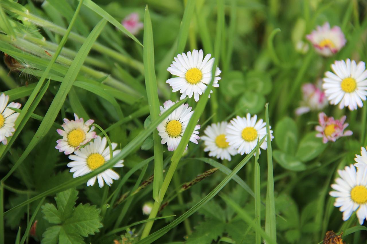 Daisy, Gamta, Gėlė, Balta, Žolė, Nemokamos Nuotraukos,  Nemokama Licenzija