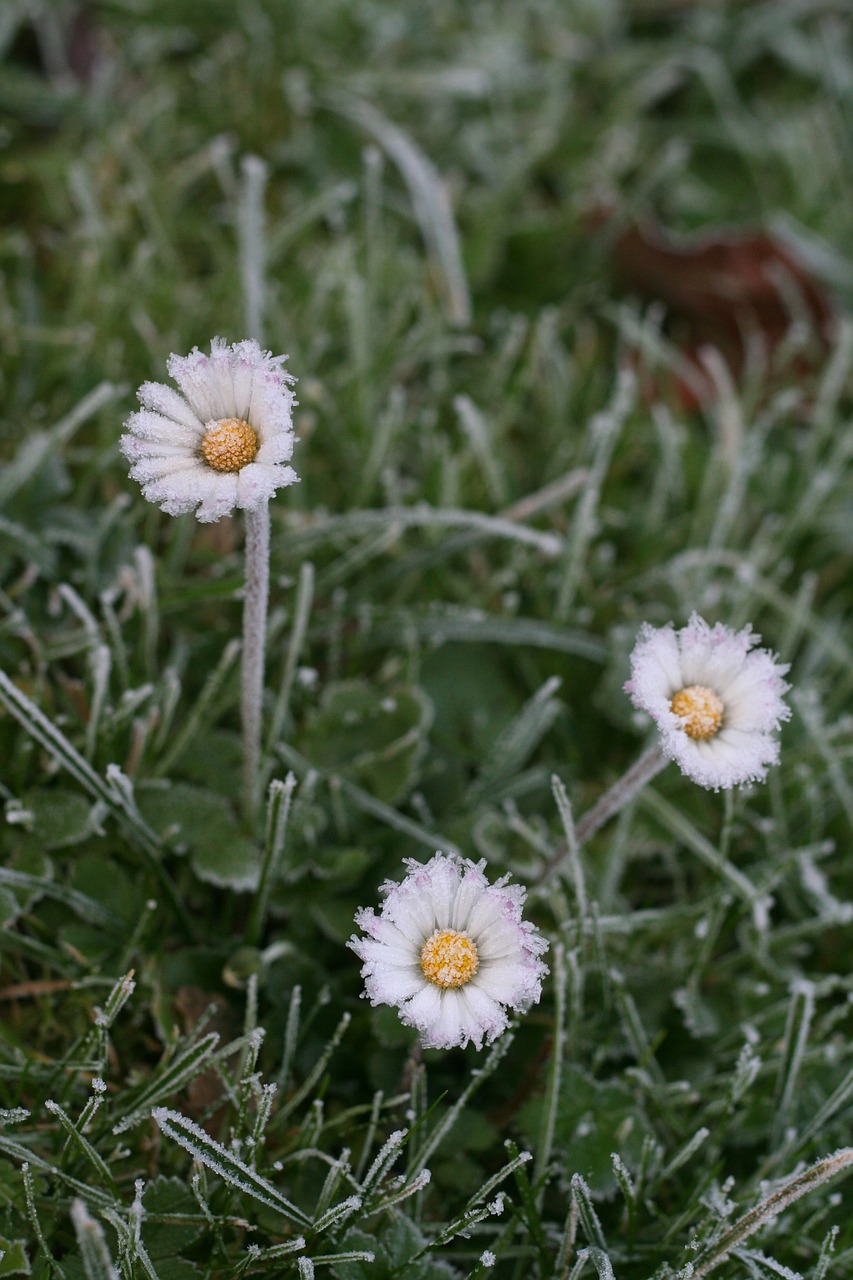 Daisy, Ledas, Šaltas, Ledinis, Sušaldyta, Pieva, Žolės Žolės, Žiema, Auskaras, Nemokamos Nuotraukos