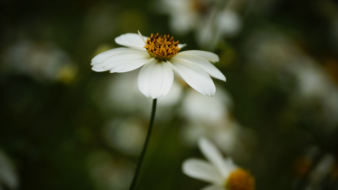 Daisy, Gėlė, Balta, Geltona, Sodas, Žiedas, Žydėti, Žiedlapis, Grunge, Nemokamos Nuotraukos