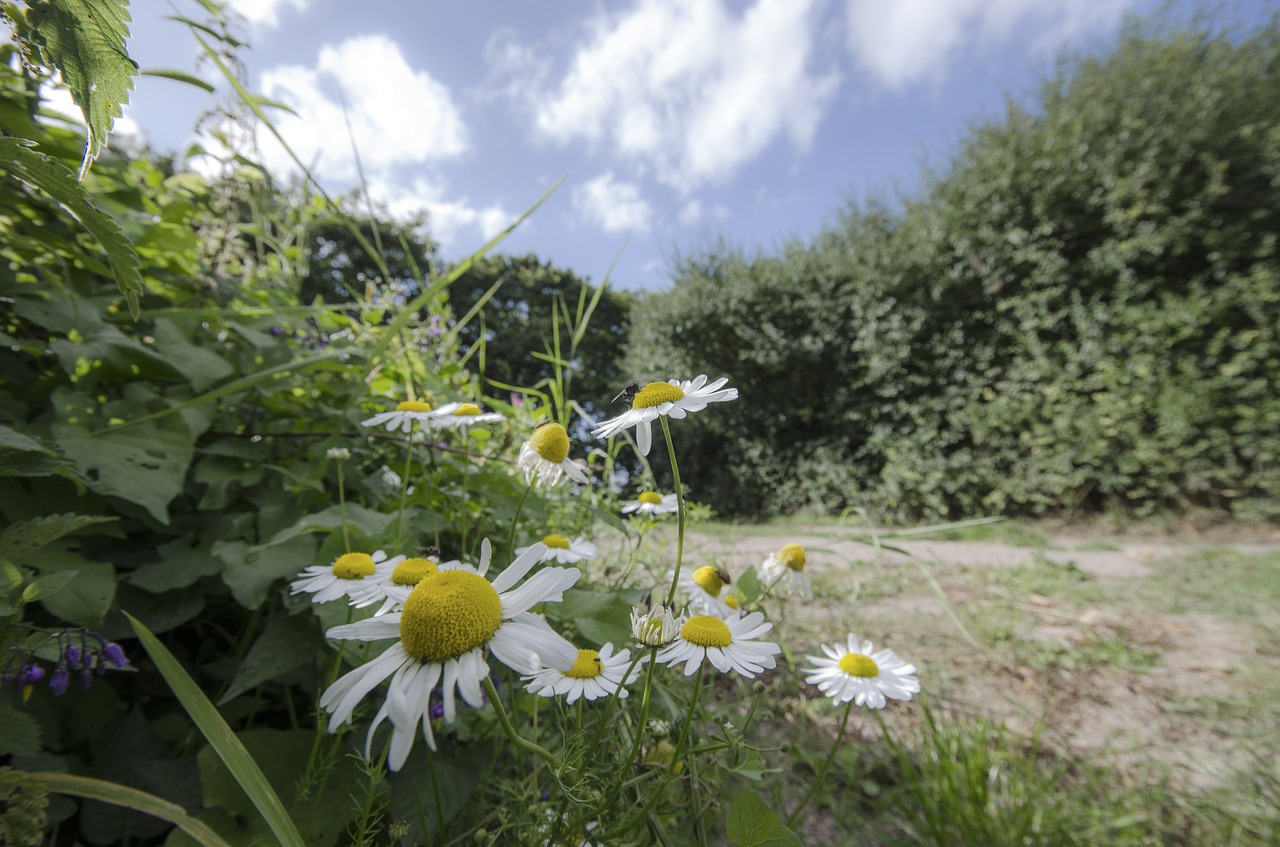 Daisy, Dangus, Gamta, Vasara, Augalas, Žalias, Žolė, Gėlė, Mėlynas, Gėlių