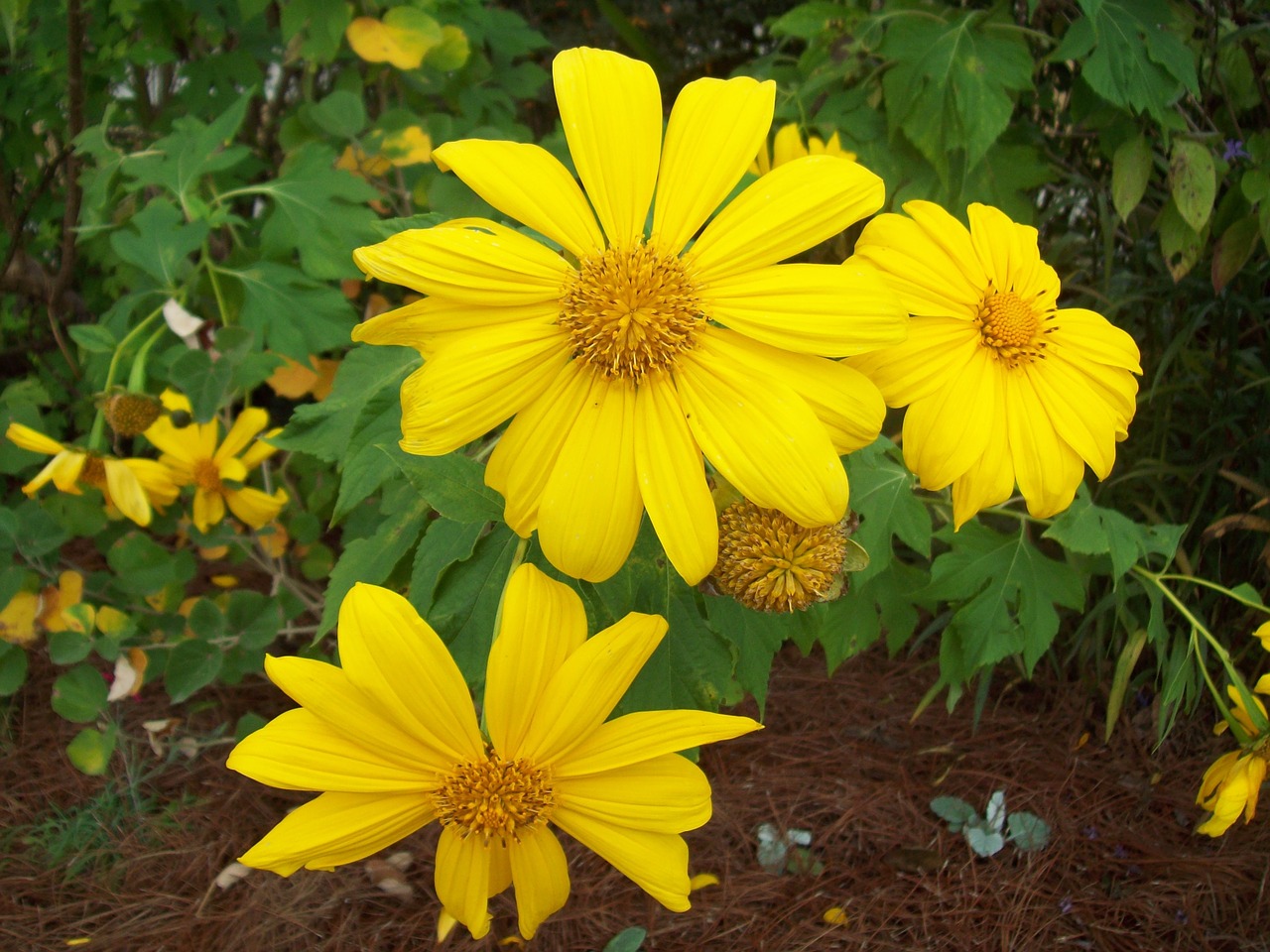 Daisy, Gėlės, Gamta, Gėlių, Žiedas, Flora, Žydi, Geltona, Nemokamos Nuotraukos,  Nemokama Licenzija