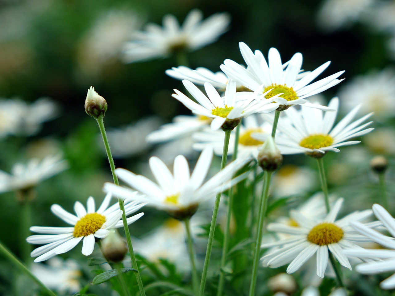 Daisy, Gėlė, Pavasaris, Balta, Augalai, Žalias, Sodas, Gamta, Šviežias, Nemokamos Nuotraukos