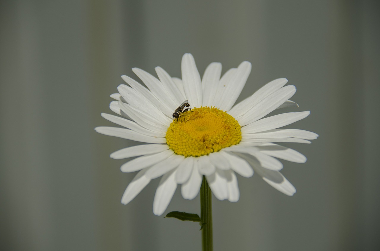 Daisy, Gėlė, Balta, Gėlės, Ramunė, Iš Arti, Vabzdys, Nemokamos Nuotraukos,  Nemokama Licenzija