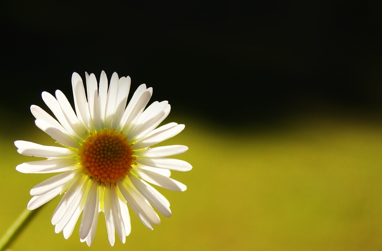 Daisy, Šviesa, Tvirtas, Makro, Šviesa Ir Šešėliai, Gėlė, Žiedlapiai, Žydėjo, Žydėjimas, Nemokamos Nuotraukos