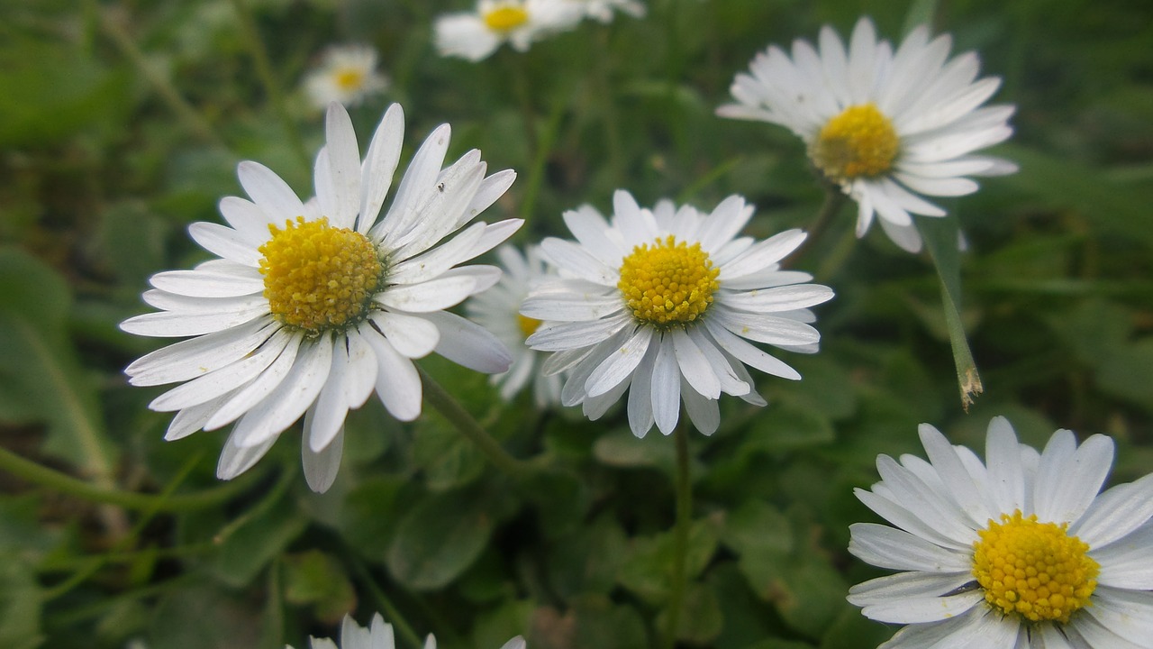 Daisy, Gamta, Augalas, Makro, Uždaryti, Gėlė, Gražus, Pavasaris, Žydėti, Žiedas