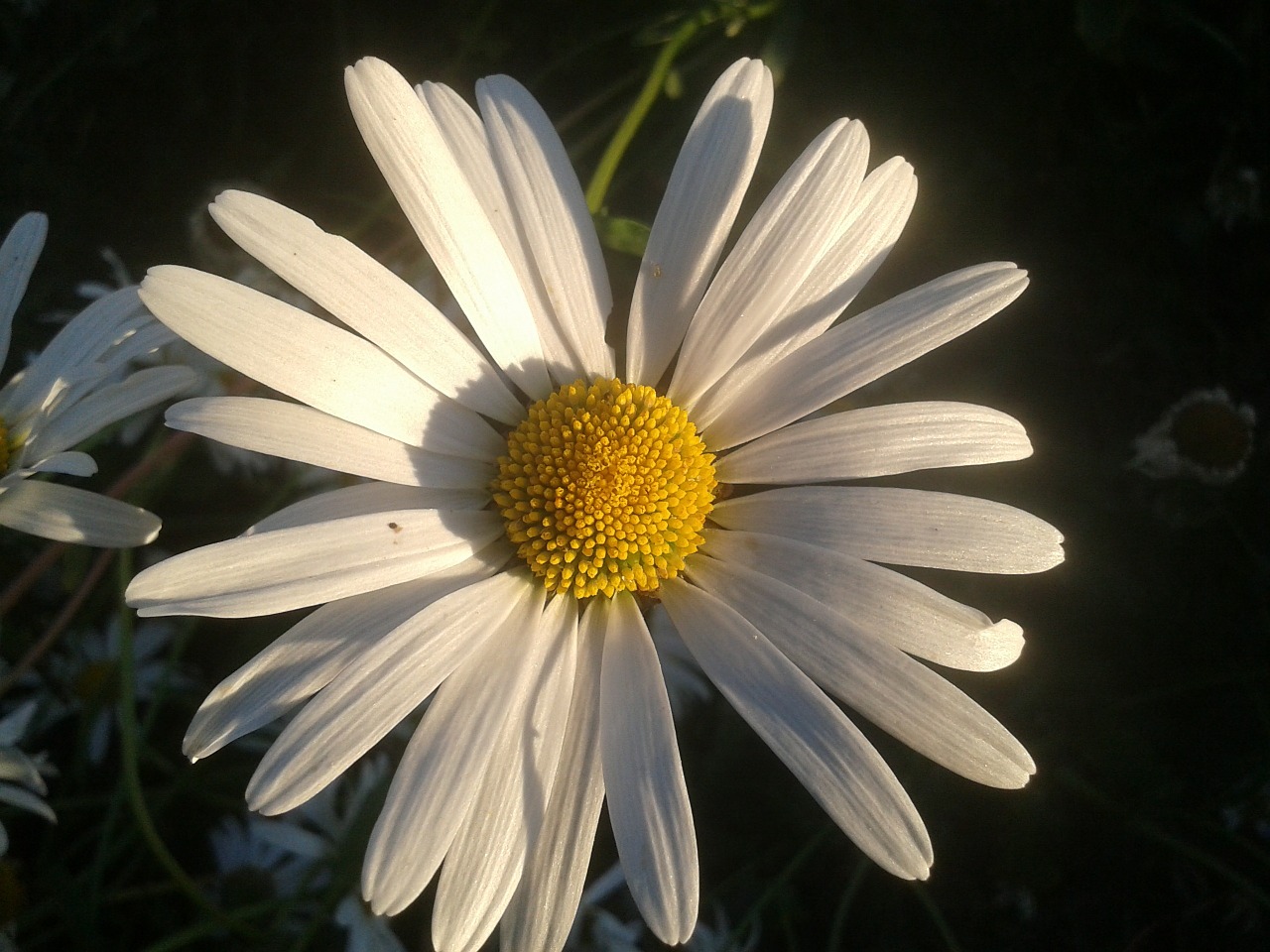 Daisy, Gėlė, Sodas, Vasara, Gražus, Balta, Gėlių, Flora, Žiedas, Žydėti