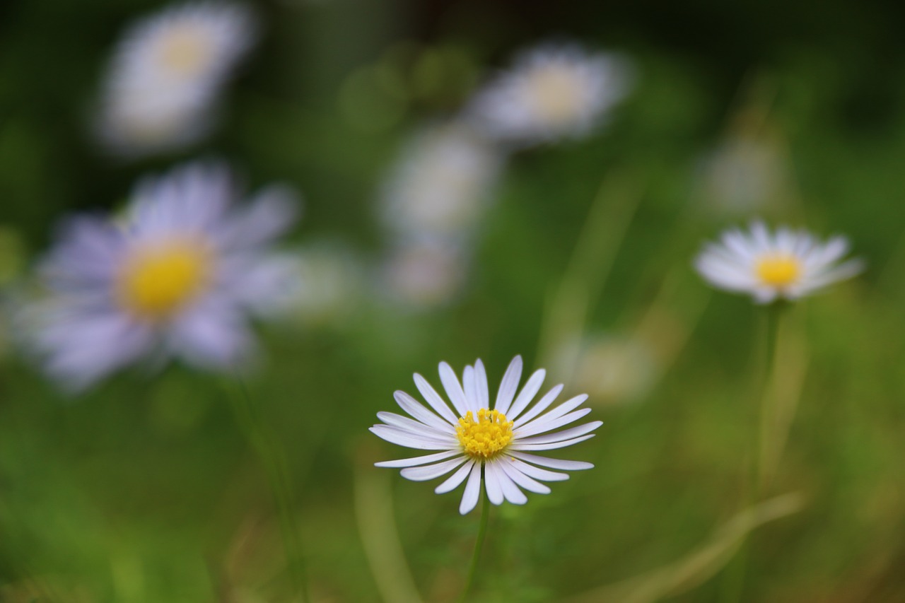 Daisy, Gėlė, Gamta, Pavasaris, Grožis, Gėlių, Gražus, Augalas, Žalias, Žiedas