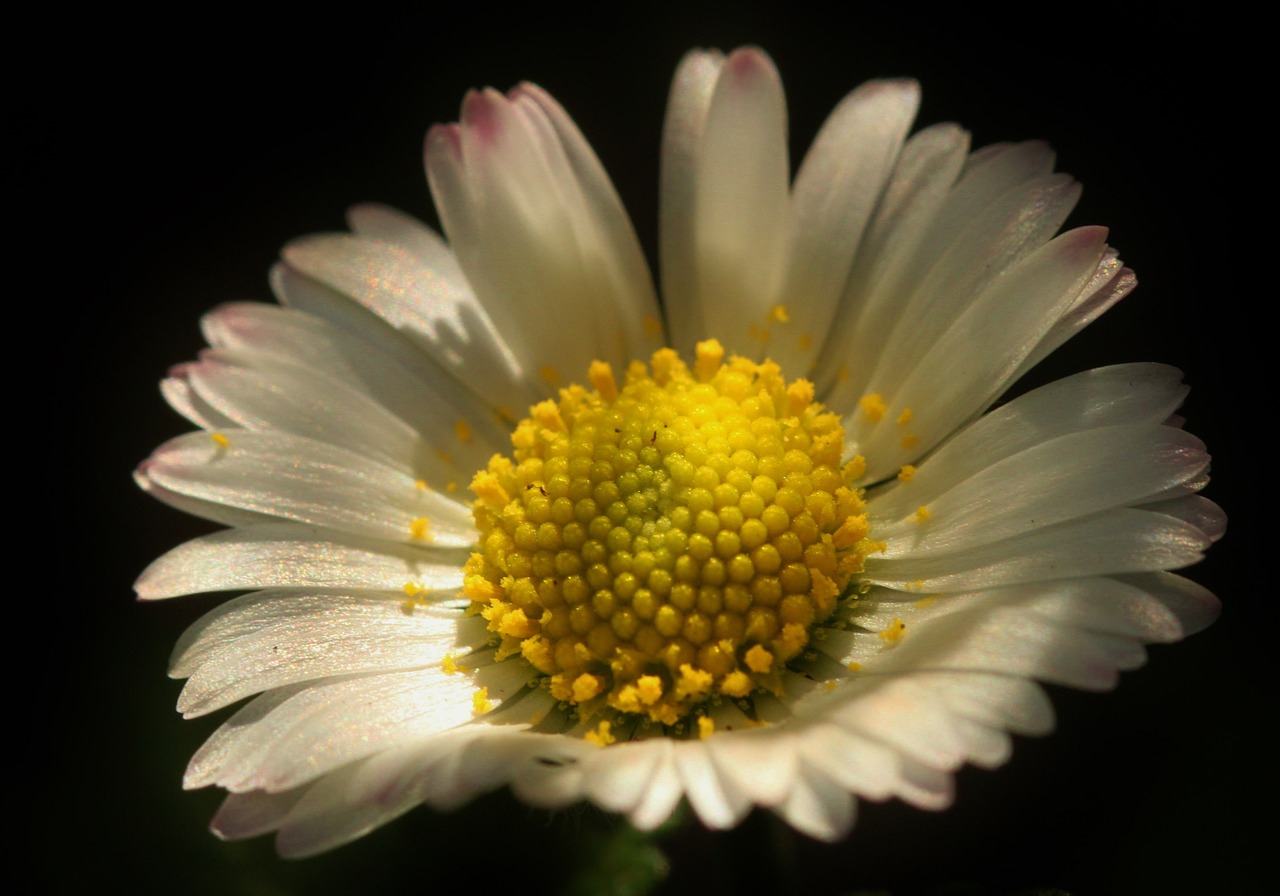 Daisy, Gėlė, Žiedas, Žydėti, Žiedlapiai, Laukinė Gėlė, Augalas, Pavasaris, Spalva, Flora