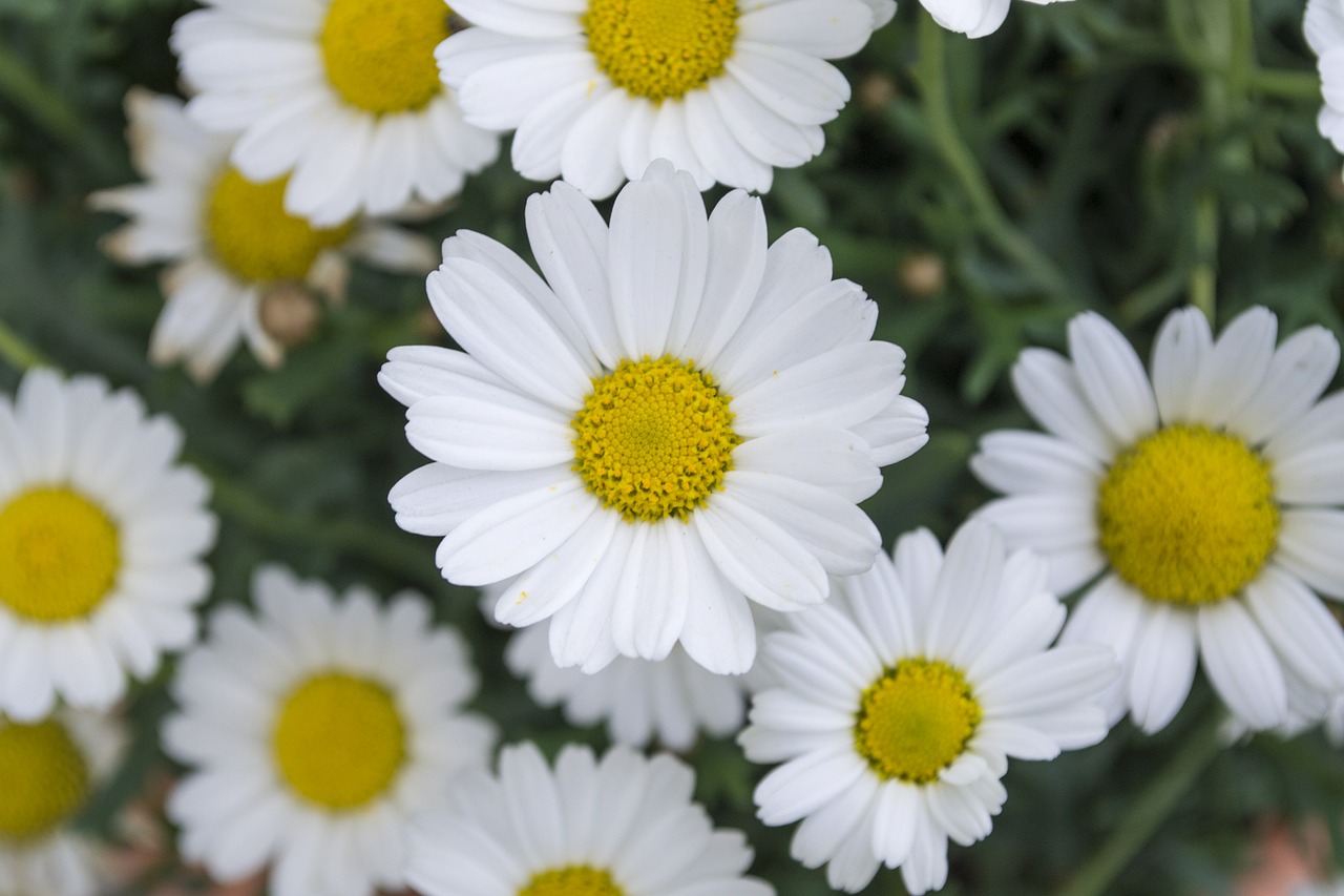 Daisy, Gėlė, Pieva, Žalias, Gamta, Vasara, Laukinės Gėlės, Žydėti, Rozės, Gėlių Pieva