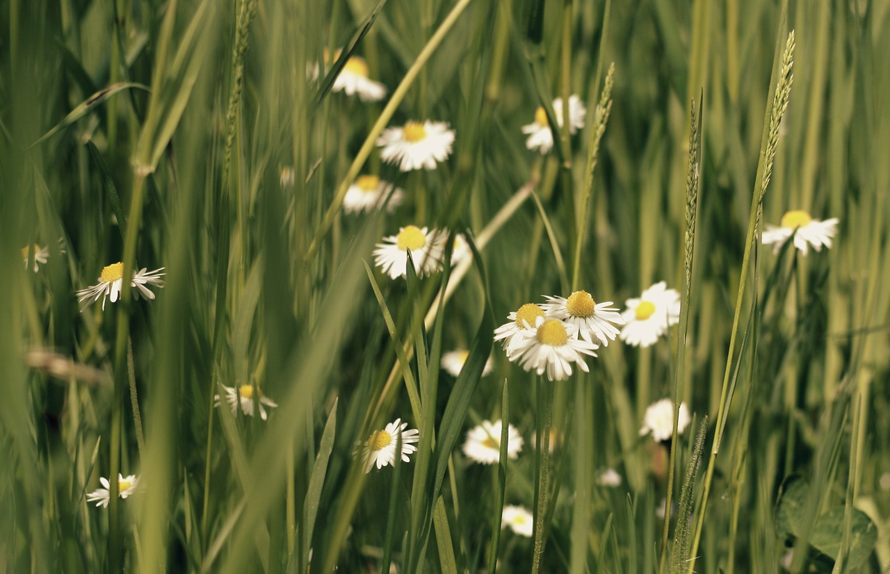 Daisy, Pieva, Gėlės, Balta, Žiedas, Žydėti, Laukinės Gėlės, Žydėti, Žalias, Nemokamos Nuotraukos