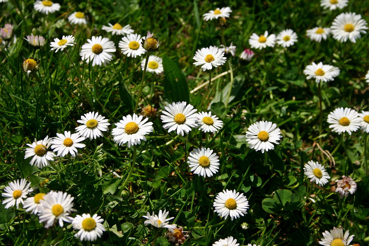 Daisy, Gėlė, Aštraus Gėlė, Laukinė Gėlė, Pavasaris, Gamta, Augalas, Flora, Pavasario Pranašys, Balta
