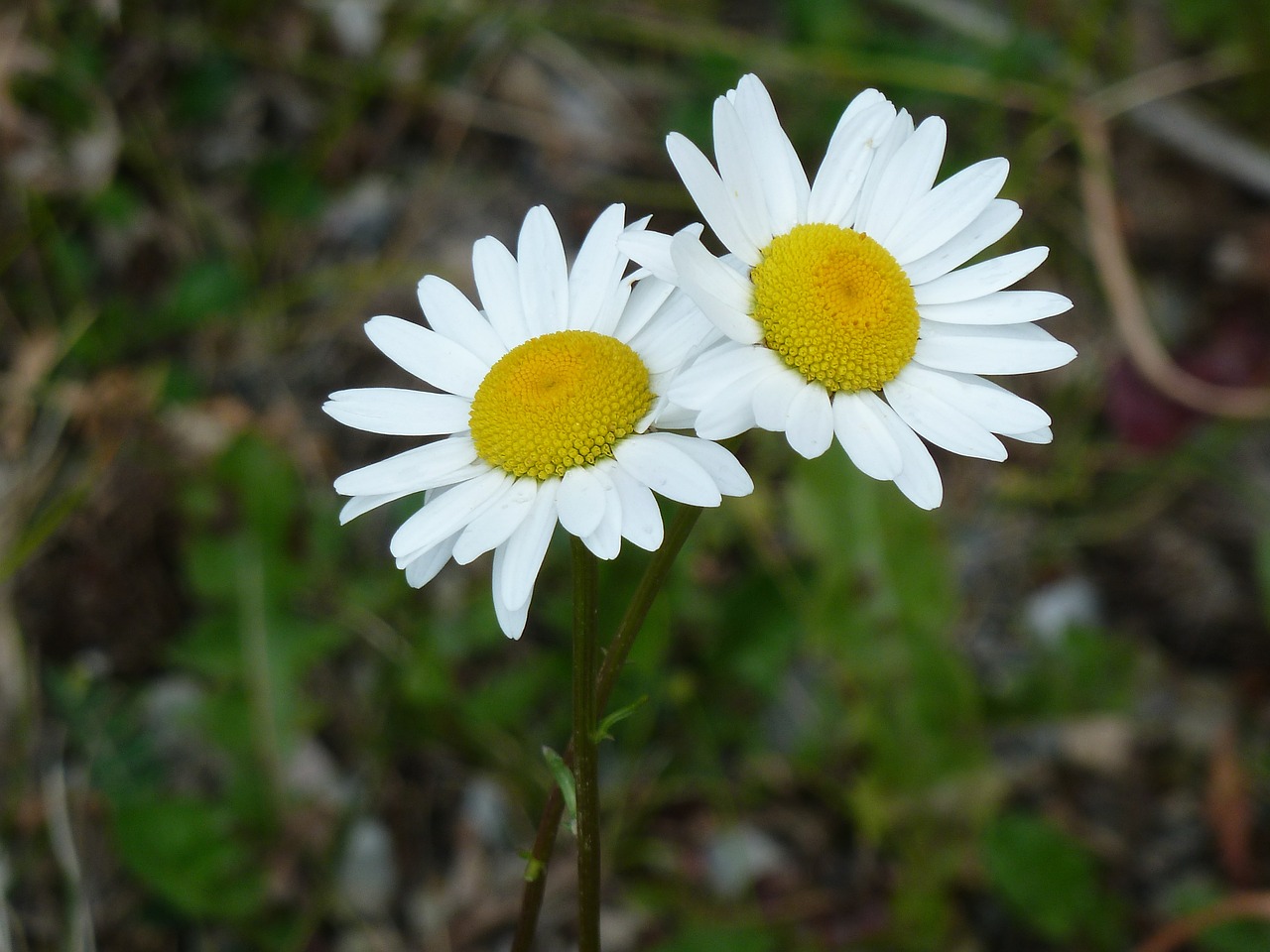 Daisy, Gėlės, Gamta, Gražus, Balta, Geltona, Vasara, Žalias, Flora, Lauke