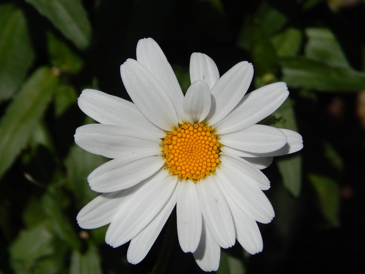 Daisy, Gėlė, Sodas, Gėlės, Flora, Augalas, Geltona, Balta, Vasara, Pavasaris