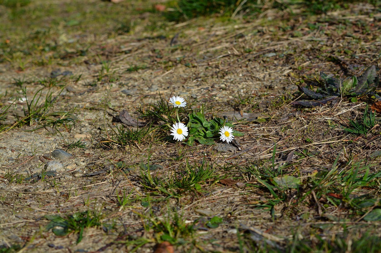 Daisy, Gėlės, Balta, Nemokamos Nuotraukos,  Nemokama Licenzija