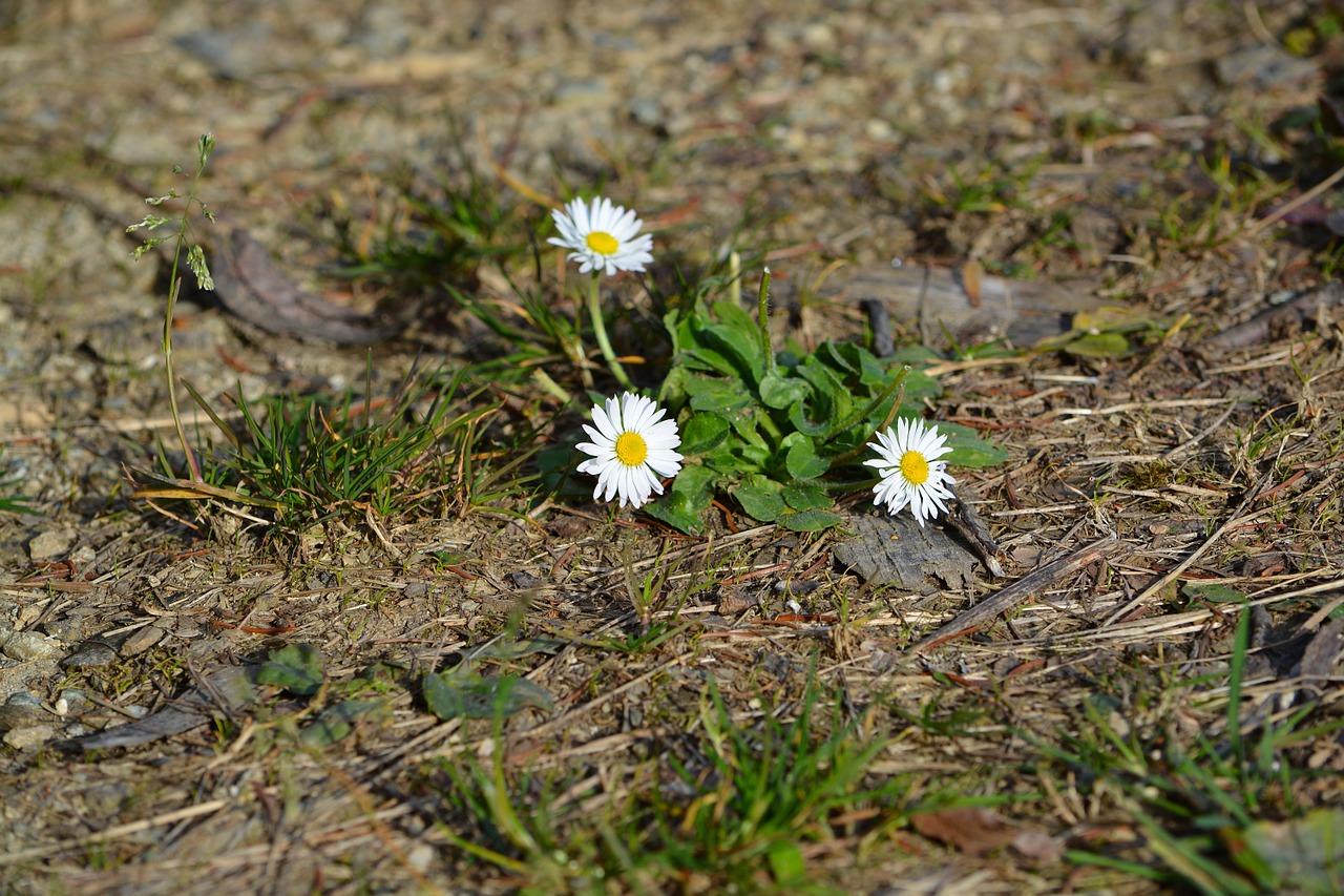 Daisy, Gėlės, Balta, Gamta, Nemokamos Nuotraukos,  Nemokama Licenzija