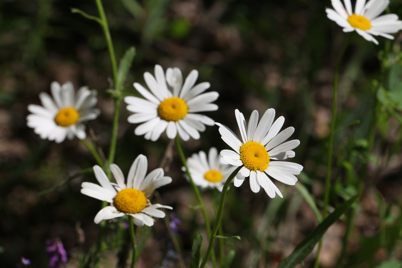 Daisy, Gėlės, Ramunė, Baltos Gėlės, Birželis, Lauko Gėlės, Nemokamos Nuotraukos,  Nemokama Licenzija